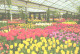 Netherlands:Holland:Lisse, Botanical Garden, Flowers - Lisse