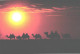 Mongolia:Camels At Sunset - Mongolie