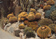 CACTUS   MONACO - Cactusses
