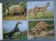 LIVRE D'IMAGES EDUCATIVES N°3 ANIMAUX SAUVAGES ALBERT ARNAUD 64 SUJETS CIRCA 1960 - Sammelbilder