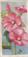 21 Lavateria  - Annuals 1939 - Godfrey Phillips Cigarette Card - Original - Phillips / BDV