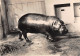 ANIMAUX - HIPPOPOTAME NAIN DU LIBERIA - PUBLICITE LABORATOIRES MONTREUIL - Flusspferde