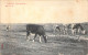 BELGIQUE - LA PANNE - Dans Les Dunes - Carte Postale Ancienne - Sonstige & Ohne Zuordnung