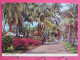Visuel Très Peu Courant - USA - Florida - Naples On The Gulf - Broad Avenue One Of The Many Tropical Parkways - R/verso - Naples