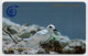 Ascension Island - Fairy Tern - 1CASC - Ascension (Ile De L')
