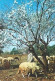 Portugal & Marcofilia, Portuguese Customs, Shepherd, Algarve, Golega 1977 (391) - Briefe U. Dokumente