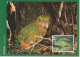 Delcampe - Nouvelle Zélande Carte Maximum 2000 Oiseaux 1792-98 (7 Cartes) - Brieven En Documenten