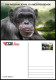 GUINEA BISSAU 2023 - STATIONERY CARD - CHIMPANZEE CHIMPANZE CHIMPANZEES CHIMPANZES APE APES MONKEY MONKEYS - Chimpanzees