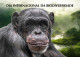 GUINEA BISSAU 2023 - STATIONERY CARD - CHIMPANZEE CHIMPANZE CHIMPANZEES CHIMPANZES APE APES MONKEY MONKEYS - Schimpansen