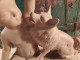 Delcampe - Sculpture Terre Cuite Enfant Jouant Avec Son Chien Ca1920 Signée Bohumil Rezl - Andere & Zonder Classificatie