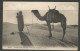 Carte P De 1924 ( Types And Scenes / Prayer In Desert ) - Pyramides