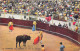 Delcampe - TAUROMACHIE- LOT DE 18 CARTES DE CORRIDA DE TOROS - - Sonstige & Ohne Zuordnung