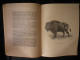 1939 Charlemagne à La Chasse Et Bison Par Georges Halleux Brochure Sans éditeur 15.5x21cm 20 Pages - Fischen + Jagen