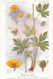 AX 25- C P A -LOT DE 6  -  SANTE PLANTES MEDICINALE ILLUSTRATEUR H.FRANTZ - Heilpflanzen