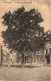 BELGIQUE - Waremme - L'arbre De La Liberté - Carte Postale Ancienne - Borgworm