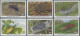 Thematics: Animals-insects: 1995, Belize. Lot With 60 IMPERFORATE Sets 'Insects' - Autres & Non Classés