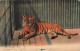 ANIMAUX - The Tiger - LL - Colorisé - Carte Postale Ancienne - Tigres