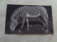 BELLE CARTE "UN ZEBRE DE GREVY"...PARC ZOOLOGIQUE DU BOIS DE VINCENNES PARIS - Zebras