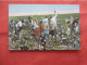 Black Americana Picking Cotton.      Ref 6218 - Black Americana