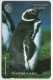 Falkland Islands - Jackass Penguin - 184CFKB - Falklandeilanden