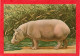 HIPPOPOTAME D'AFRIQUE TROPICALE MAMMIFERES :ONGULES CPM Grd Format Année 1950- ÉDITIONS, N. BOUBÉE ET CIE - - Hippopotames