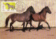 Portugal -5 Postais  Máximos  -Cavalos  De Raça Portuguesa    1986 - Postmark Collection