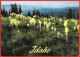 United States ( Idaho ) Beargrass In Selkirk Mountains - Written Poscard - Good Condition - Andere & Zonder Classificatie