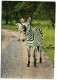 Nairobi - Zebra - Livingstone Park - Zambia