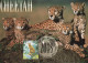 Australien 1994. Tiere In Australischen Zoos, Gepard (Acinonyx Ubates), Mi 1430, Maximumkarte, Bedarf - Cartas & Documentos