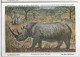 CP : Musée Royal D'histoire Naturelle De Belgique - Mammifères Protégés Au Congo - 24 Le Rhinocéros Blanc (2 Scans) - Sammlungen & Sammellose