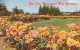 AK 176245 USA - California - San Jose Municipal Rose Gardens - San Jose