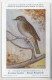 CP : Musée Royale D'histoire Naturelle De Belgique - Oiseaux - N° 51 Accenteur Mouchet - Signé Hub. Dupond (2 Scans) - Colecciones Y Lotes