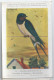 CP : Musée Royale D'histoire Naturelle De Belgique - Oiseaux - N°50 Hirondelle De Cheminée - Signé Hub. Dupond (2 Scans) - Sammlungen & Sammellose