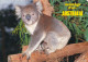 Australia Postcard Sent To USA 6-1-1986 (Koala) - Autres & Non Classés