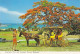 AK 183074 BAHAMAS - Nassau - Poinciana Tree And Carriage - Bahamas