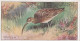 3 Curlew  - Game Birds & Wildfowl 1927  - Players Cigarette Card - Original - Player's