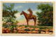 United States 1945 Postcard Kansas City, Missouri - "The Scout" Penn Valley Park - Statue, Indian On Horseback - Kansas City – Missouri