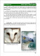 Delcampe - OWLS - RAPTORS- BIRDS OF PREY-"THE PARLIAMENT" - GALLERY OF OWLS ON STAMPS- EBOOK-PDF- DOWNLOADABLE-372 PAGES - Vita Selvaggia