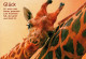 C8070 - Giraffe - Giraffen