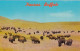 Kansas Bison American Buffalo Herd, C1950s/60s Vintage Postcard - Autres & Non Classés