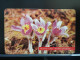 T-272 - SLOVAKIA, TELECARD, PHONECARD, FLOWER, FLEUR,  - Slovakia