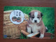 T-375 - JAPAN, Japon, Nipon, TELECARD, PHONECARD, Dog, Chien, NTT 331-475 - Dogs