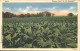 11686452 Kentucky_US-State Tobacco Field In Old Kentucky - Other & Unclassified