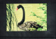 Australia Black Swan Interesting Postal Stationery Postcard - Swans