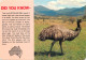 Australia Kakadu National Park Australian Emu - Andere & Zonder Classificatie