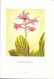 EJ37 - ALBUM ARTIS - ORCHIDEES - EDITION 1957 - 130 PAGES - 60 PLANCHES COULEUR - Artis Historia