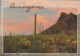 Cartolina Non Viaggiata Arizona Sun Sets On Thick Stands Of Saguaro And Cholla In The Sonnoran Desert - Otros & Sin Clasificación