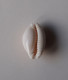 Cypraea Cernica - Seashells & Snail-shells