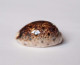 Cypraea Lynx - Seashells & Snail-shells