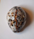 Cypraea Tigris - Seashells & Snail-shells